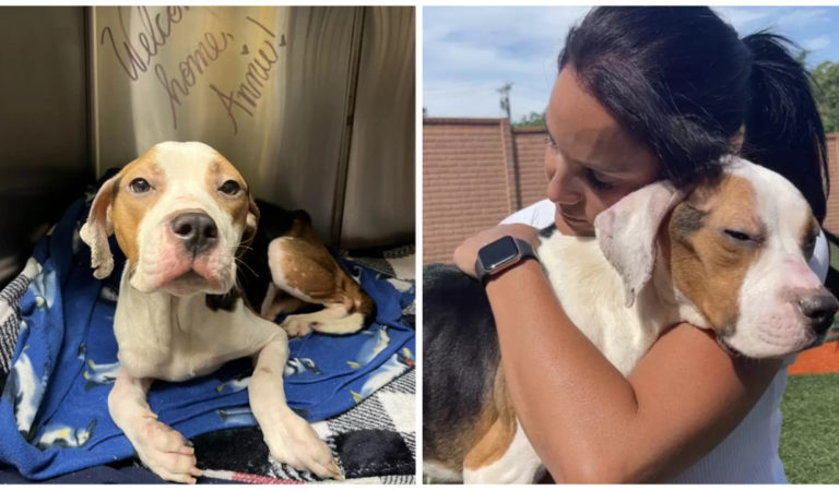 After Being Rescued A Stray Dog Who Was Unable To Get Up Gives The Rescuer Her Biggest Hug
