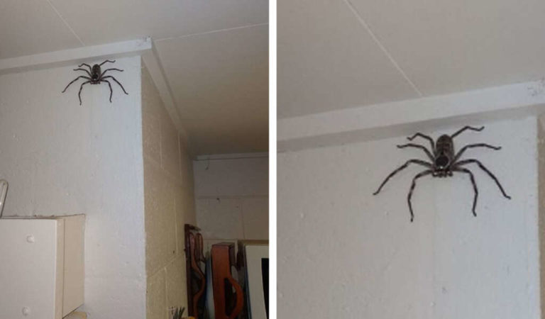For The Past Year A Woman Has Lived In Her House With A Giant spider