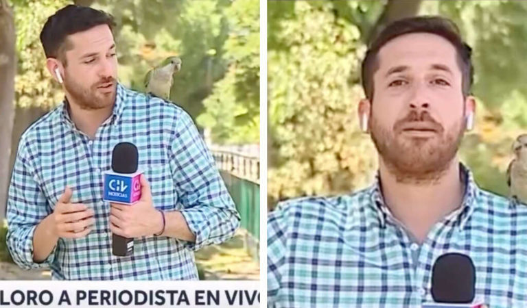 The Parrot Lands On The Reporter’s Shoulder Then Steals The Show On Live TV