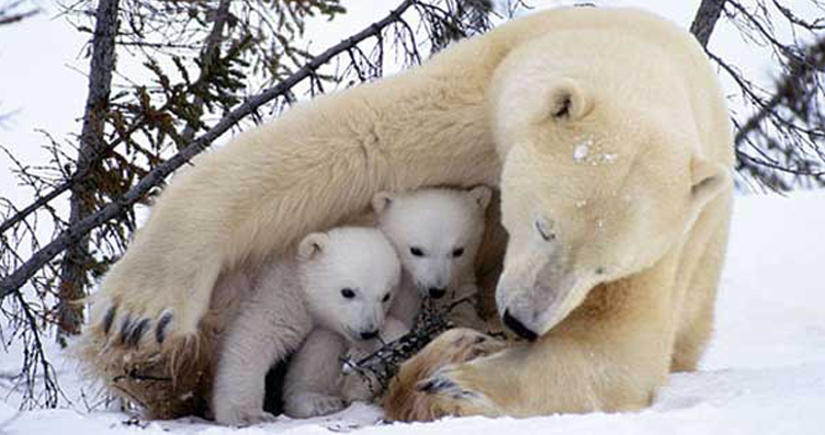 Two Cute Newborn Polar Bear Cubs Play With Their Mother As They Journey To The Frozen Sea!